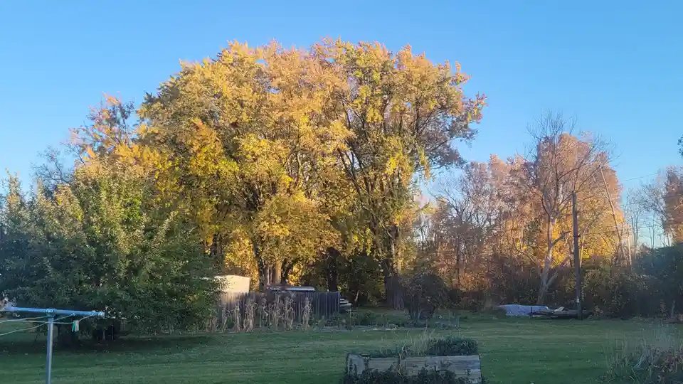 A wide shot of a backyard with a large, golden-yellow tree dominating the center under a clear blue sky, surrounded by other…