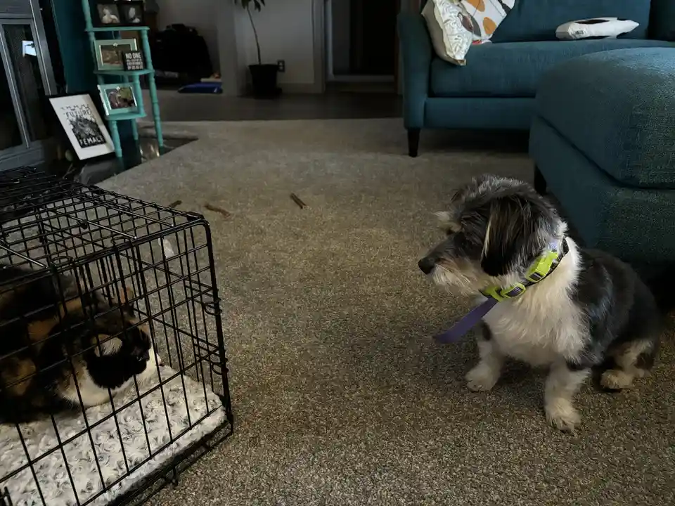 A small black-and-white dog with a green harness sits on a carpeted floor, looking intently at a calico cat confined inside…