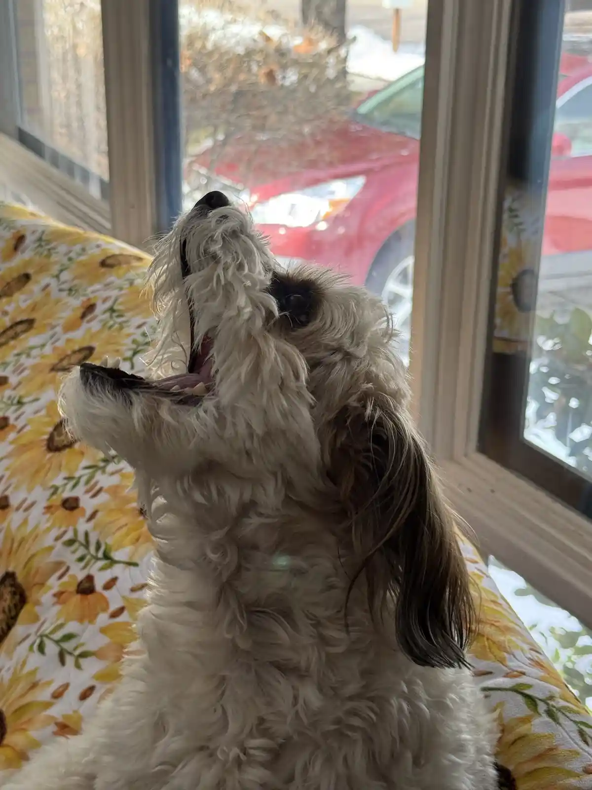 A fluffy white and brown dog with its mouth wide open in a howl or yawn, sitting on a sunflower-patterned couch near a…