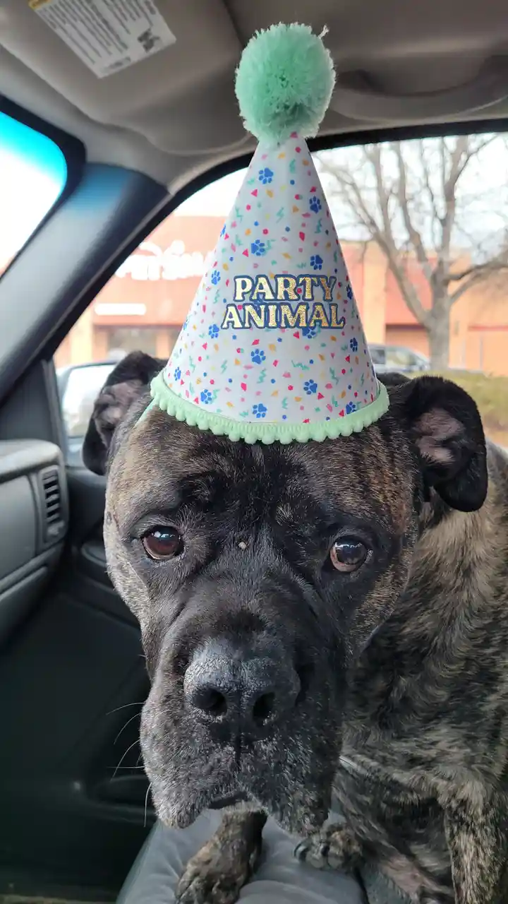A brindle-coated dog with a solemn expression sits inside a car, wearing a white party hat with colorful confetti and paw…