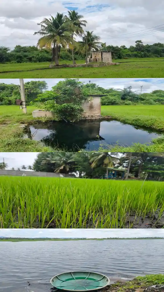 A four-panel image collage shows rural scenes: a small concrete structure in a green field with palm trees, a pond next to a…