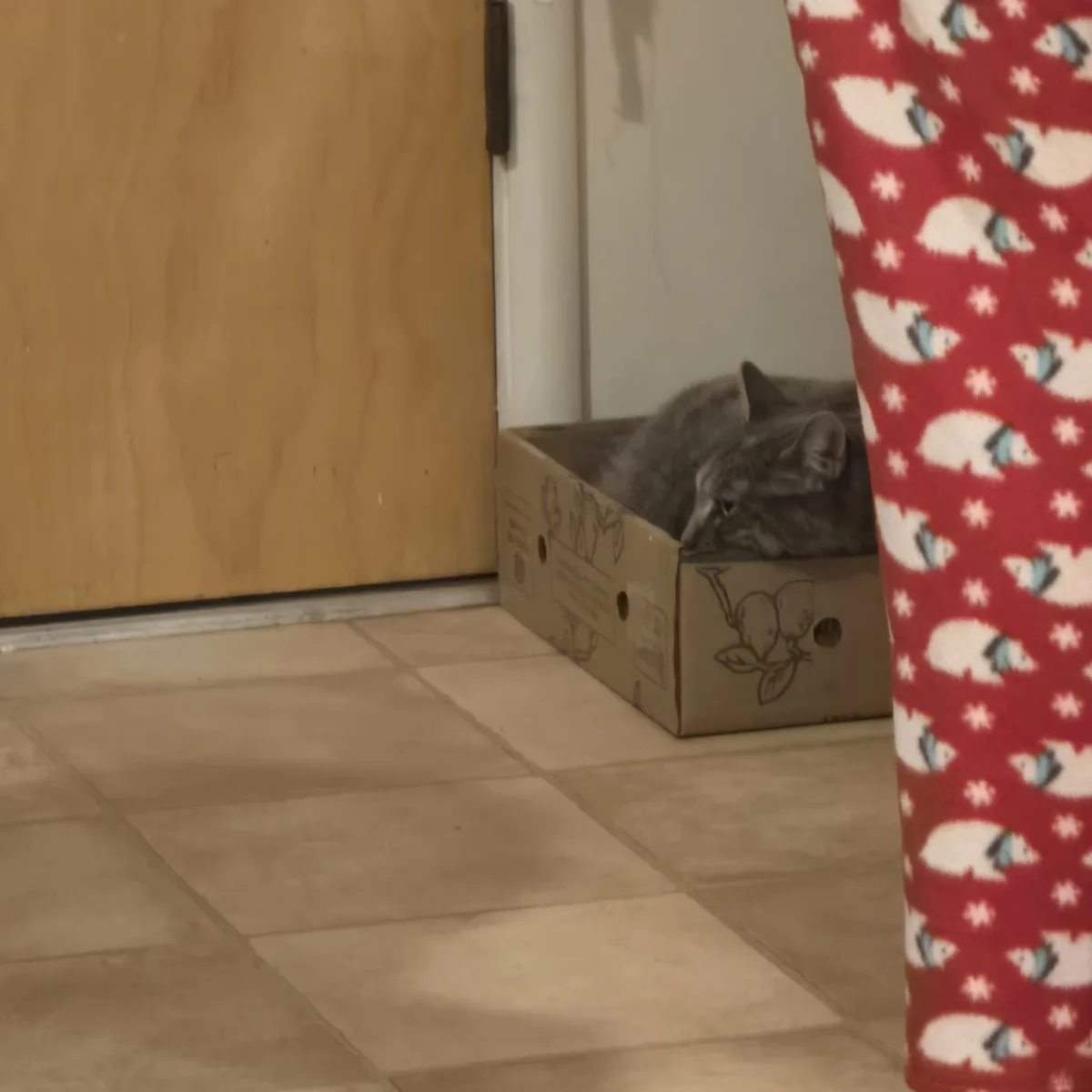 A gray cat is curled up and sleeping inside a cardboard box placed near a wooden door on a tiled floor. A person wearing red…