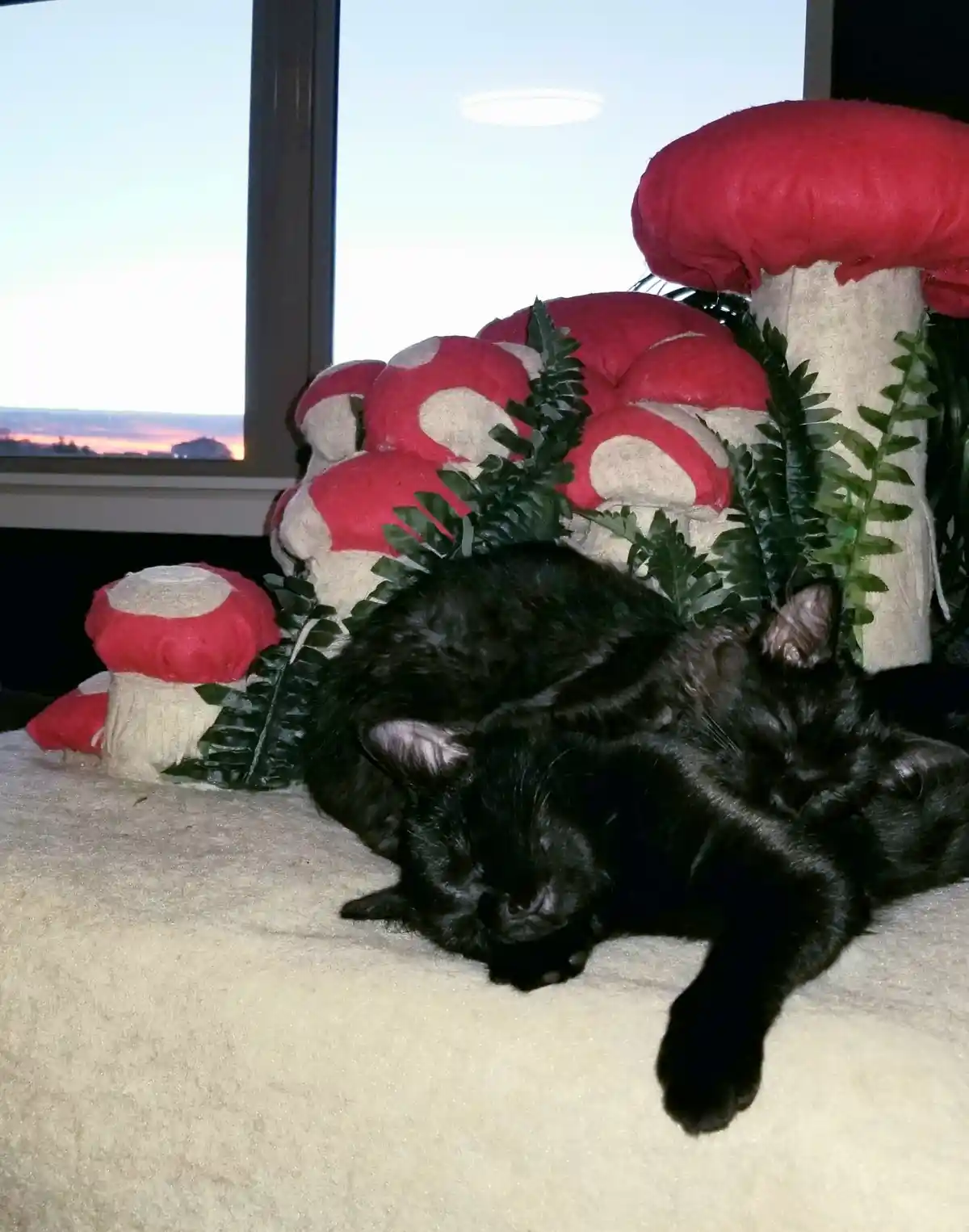 A black cat is sleeping peacefully on a soft surface next to large, plush red-and-white mushroom decorations and green…