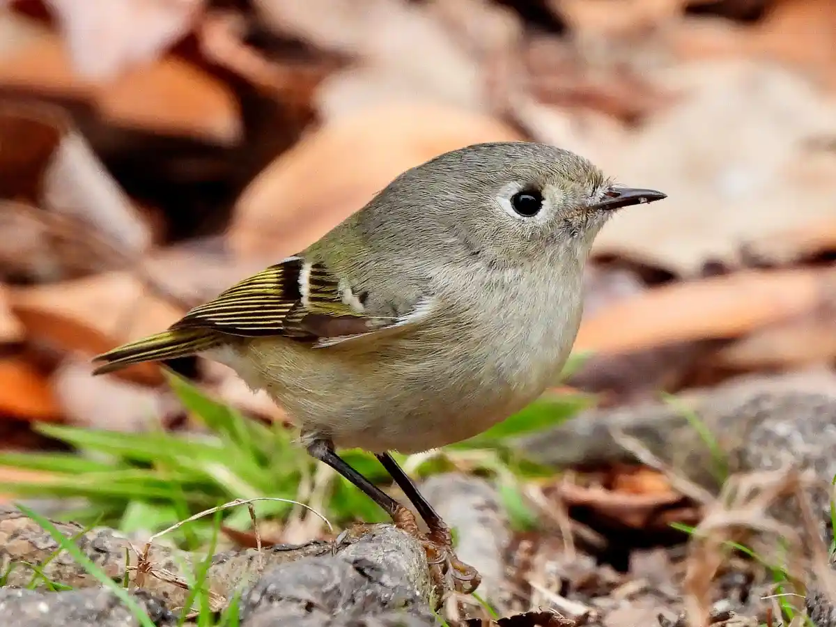 A small, olive-green bird with a white eye-ring and yellow-tinged wings stands on a rock amidst brown leaves and green…