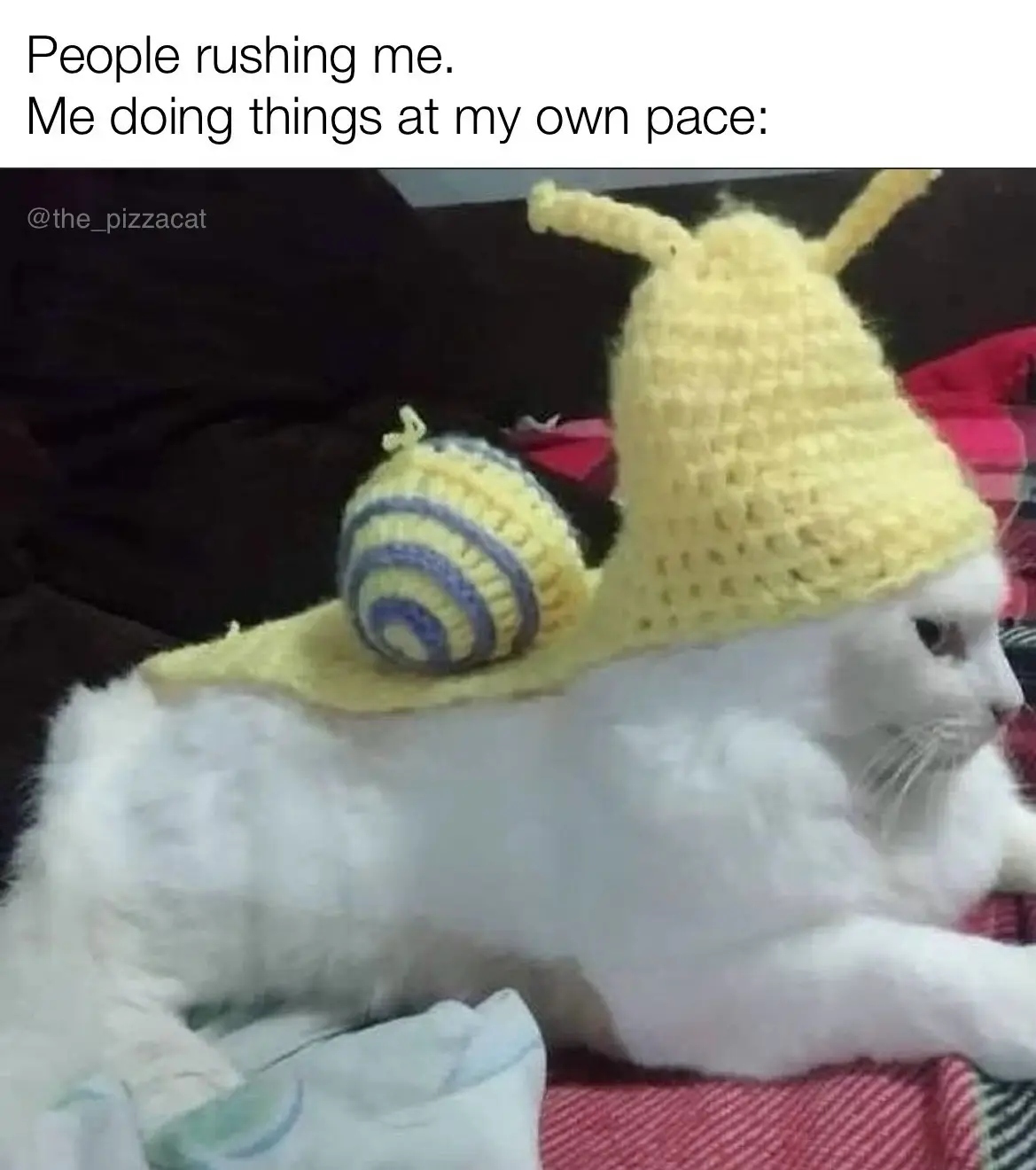 A white cat is wearing a yellow crocheted snail hat with a spiral shell on its back, lying calmly on a red and white…
