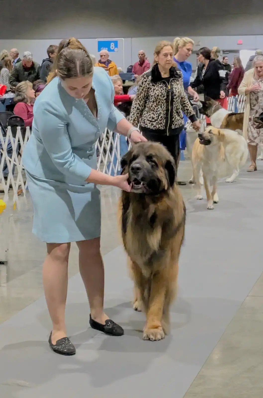 Meet the Champion Leonberger: A True Canine Star