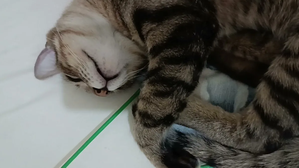 a tabby cat is curled up sleeping on a white surface next to a green line, with its eyes closed and mouth slightly open. The…