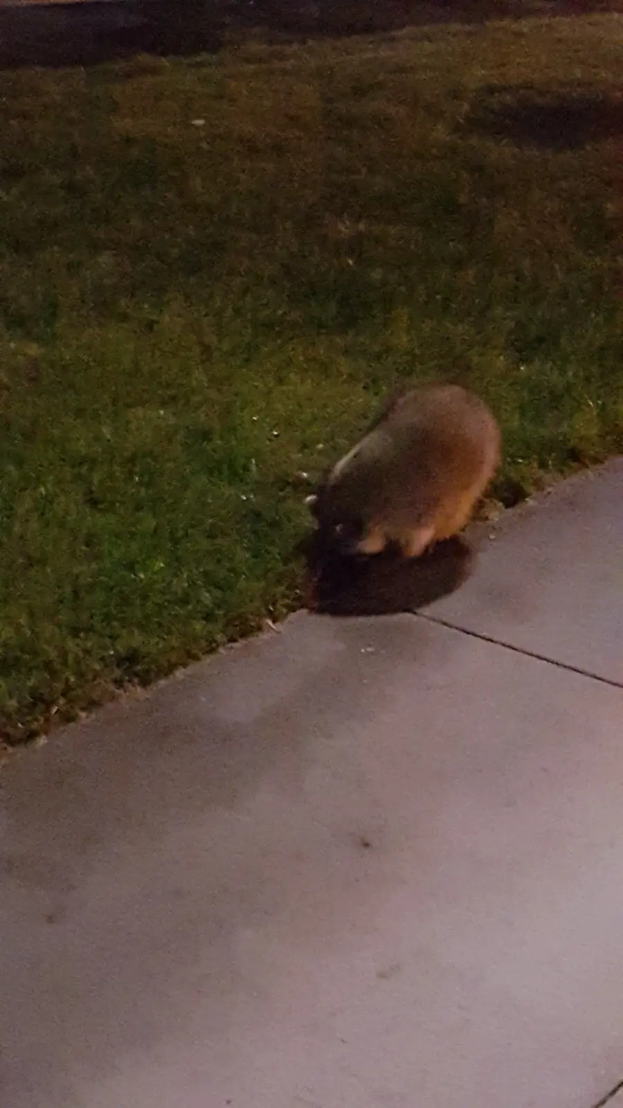 Adorable Raccoon Moments That Will Melt Your Heart