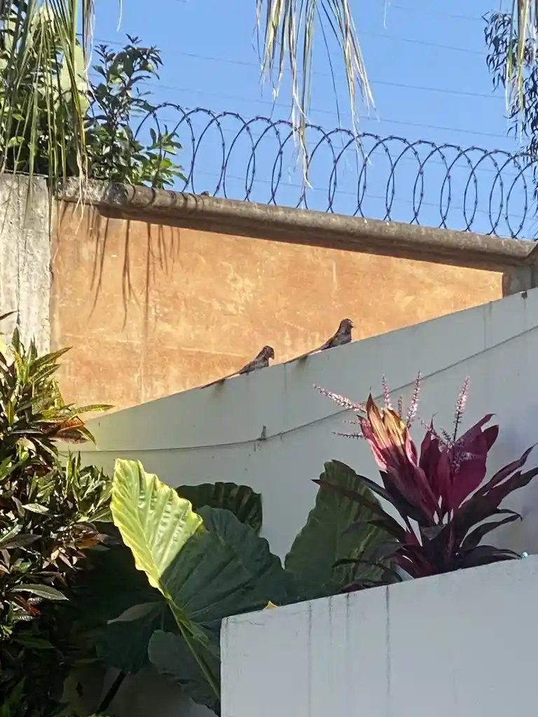 Two small dark birds perch on the top edge of a white wall, with a taller orange-brown wall topped by barbed wire behind…