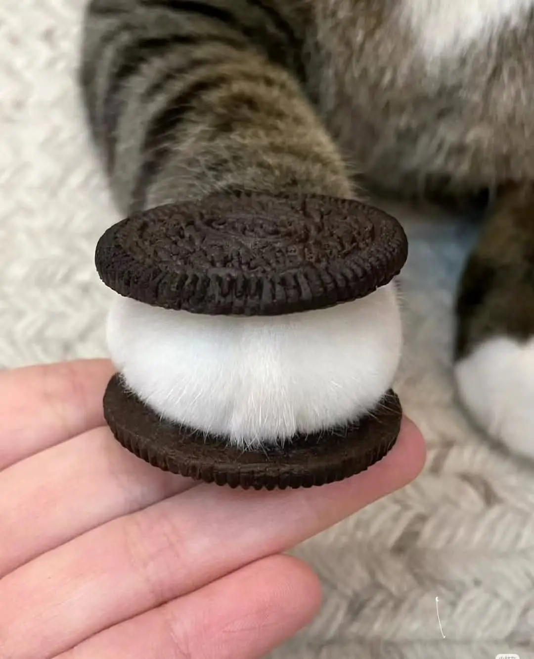 a close-up photo shows a person's hand holding a cat's fluffy white paw, which is positioned between two chocolate cookies…