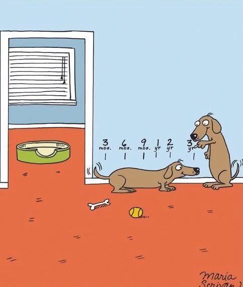 A cartoon drawing shows two dachshunds in a room with an orange floor and a window. One dachshund stands on its hind legs…