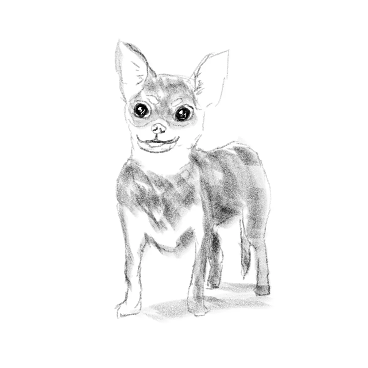 A black-and-white sketch of a small chihuahua standing upright, looking forward with large, expressive eyes and a wide…