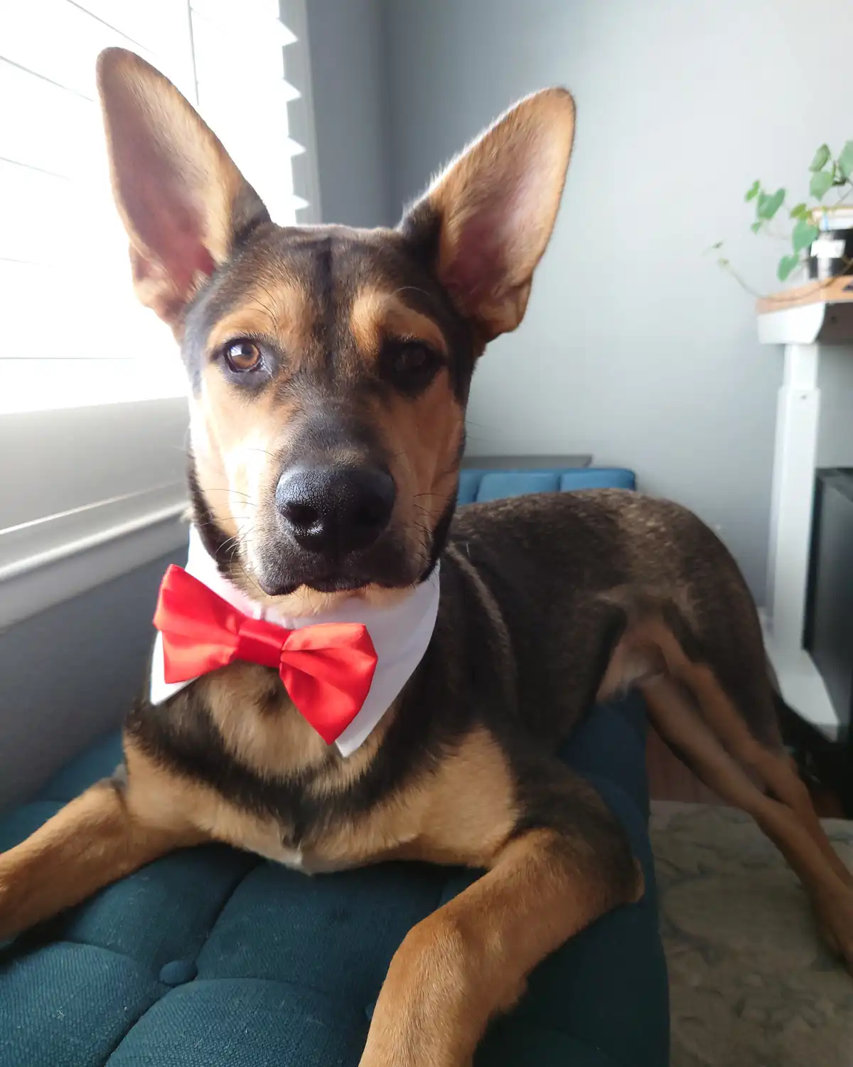 A brown and black dog with large ears sits regally on a teal tufted chair, wearing a white collar and a bright red bow tie…