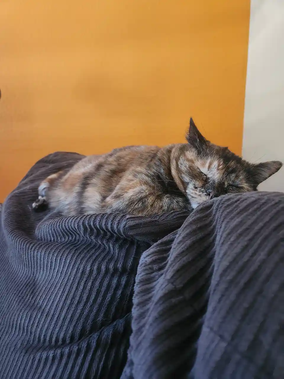 A calico cat is curled up and sleeping soundly on a dark gray corduroy blanket against a warm orange wall. The cat's eyes…