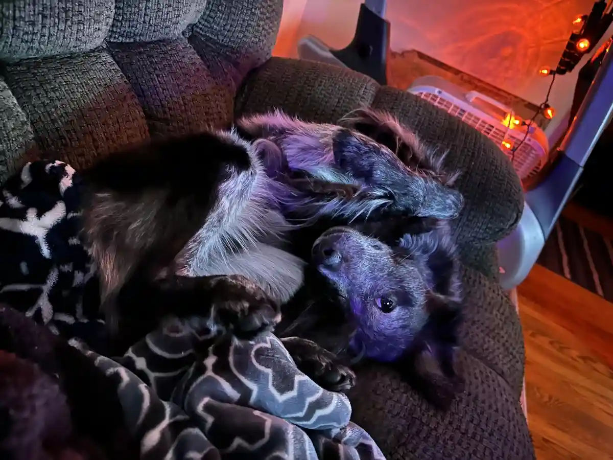 A long-haired dog is curled up asleep on a dark gray couch, partially covered by a patterned blanket, under colorful ambient…