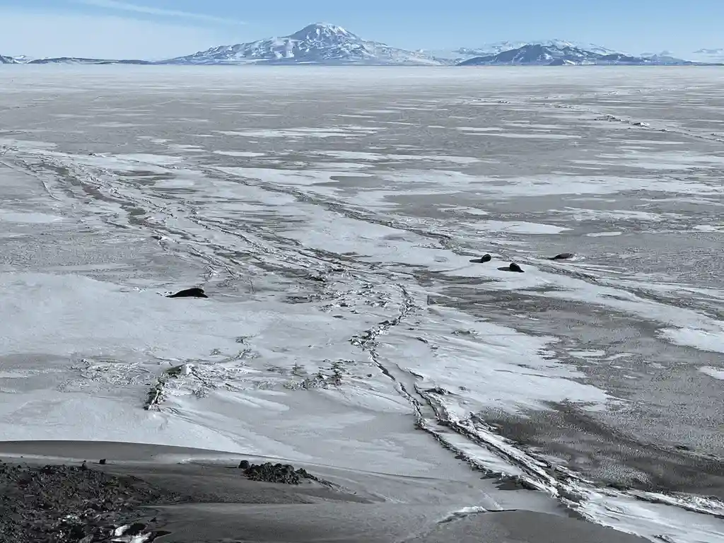 A wide, desolate icy landscape with distant snow-capped mountains under a clear blue sky. Several dark, seal-like figures…