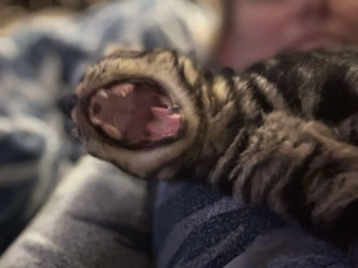 A close-up photo shows a small, striped tiger cub yawning widely, revealing its pink tongue and tiny teeth, while lying on a…