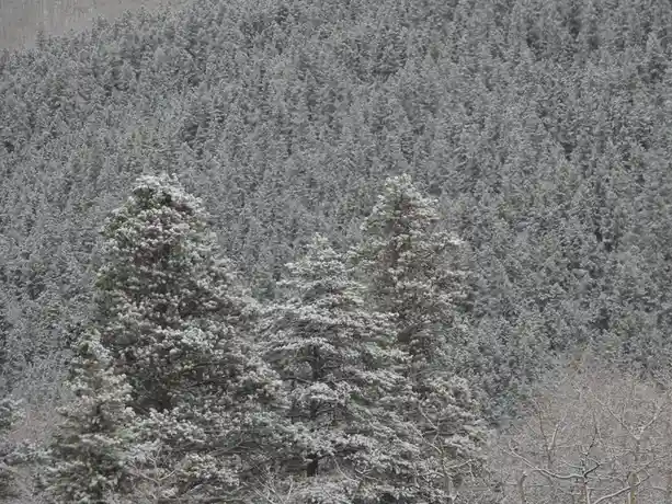 A snowy forest scene with evergreen trees heavily coated in snow, with a few bare-branched trees in the foreground. The…