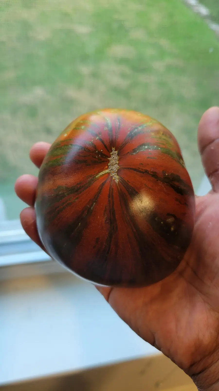 A hand holds a large, oddly shaped tomato with dark, streaky, and mottled red and green skin, resembling a piece of art or a…
