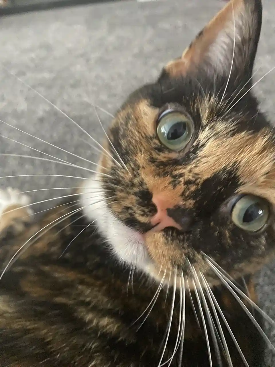 A close-up photo of a tortoiseshell cat with wide, startled green eyes and a slightly open mouth, looking directly at the…