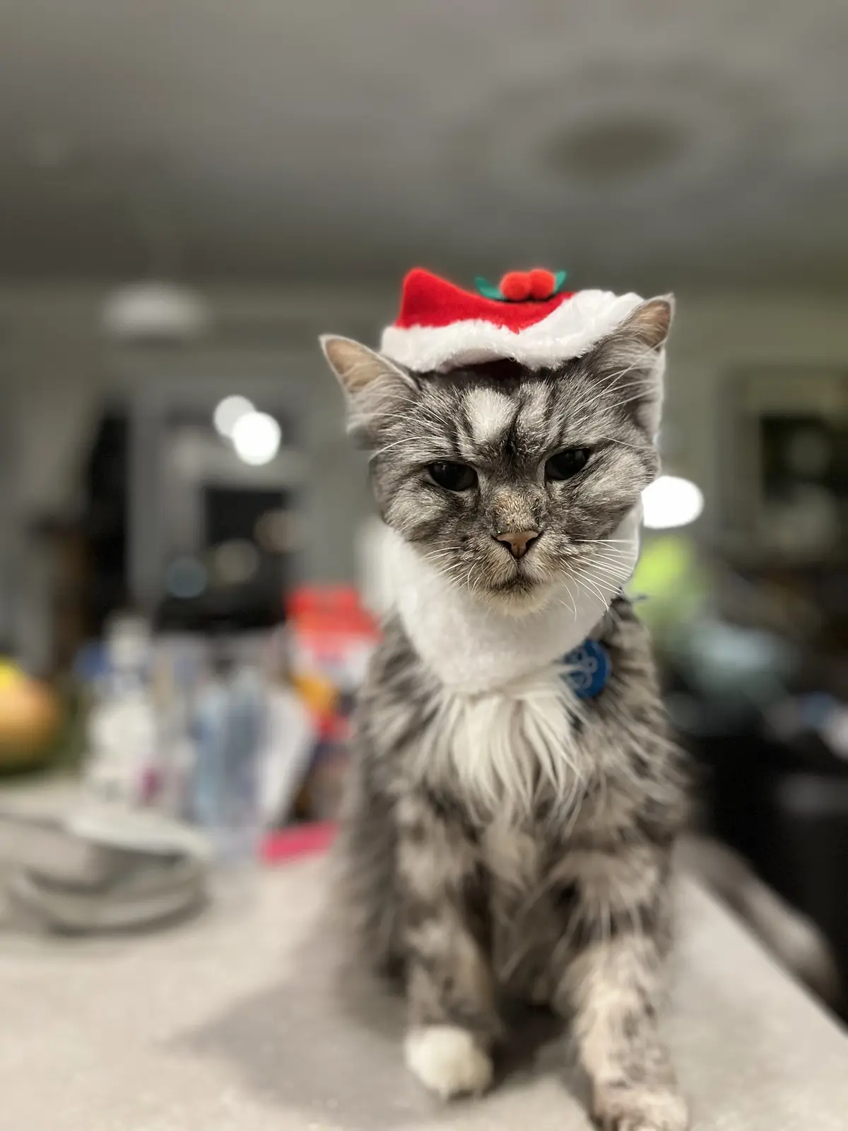 A gray and white tabby cat with a grumpy expression sits on a countertop wearing a small red and white Santa hat with a…
