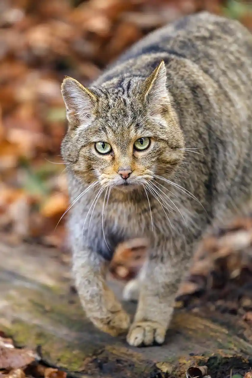 A close-up photo of a wildcat with tabby markings and green eyes, walking forward on a log surrounded by autumn leaves. The…