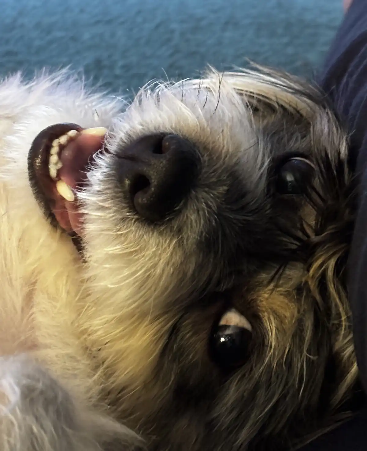 A close-up photo of a small, fluffy dog with dark eyes and a black nose, lying on its back with its mouth open in a wide…