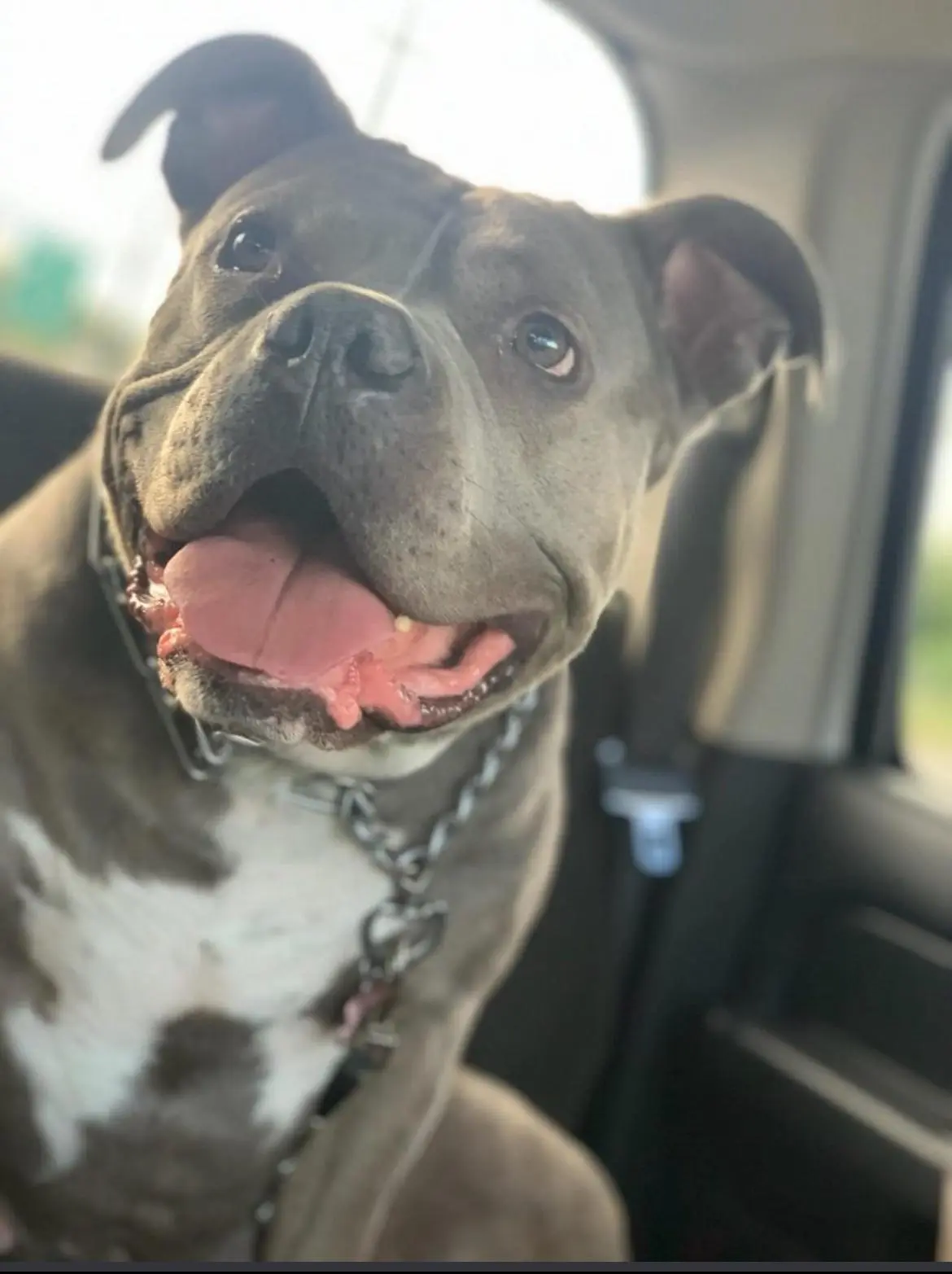 A close-up photo of a gray and white pit bull-type dog sitting in a car, looking directly at the camera with its mouth open…