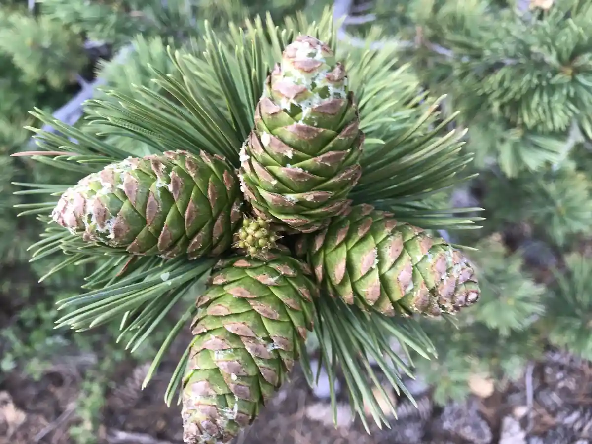 A close-up photograph shows several small, green pine cones clustered together on a pine branch, surrounded by long, slender…