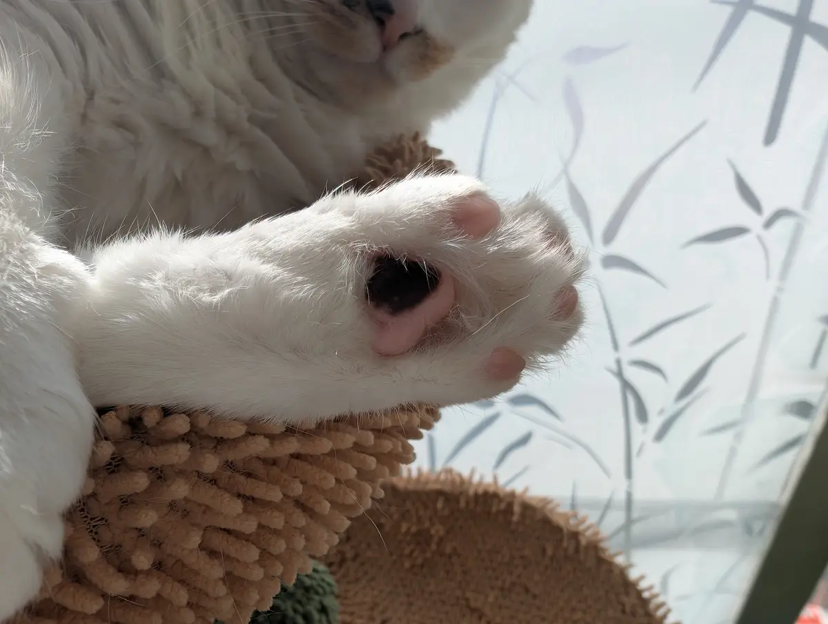 A close-up photo shows a fluffy white cat resting its paw on a textured brown surface, with its face partially visible in…