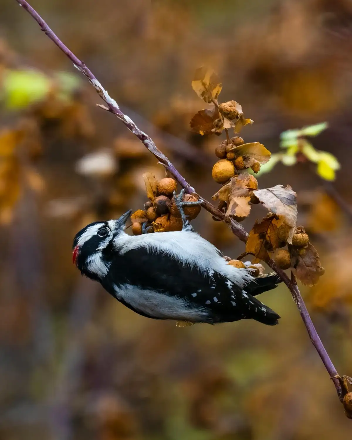 Meet the Charming Downy Woodpecker