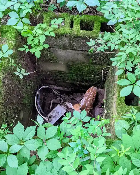 A small spotted fawn is stuck inside a moss-covered concrete utility access hole surrounded by green foliage, looking up…