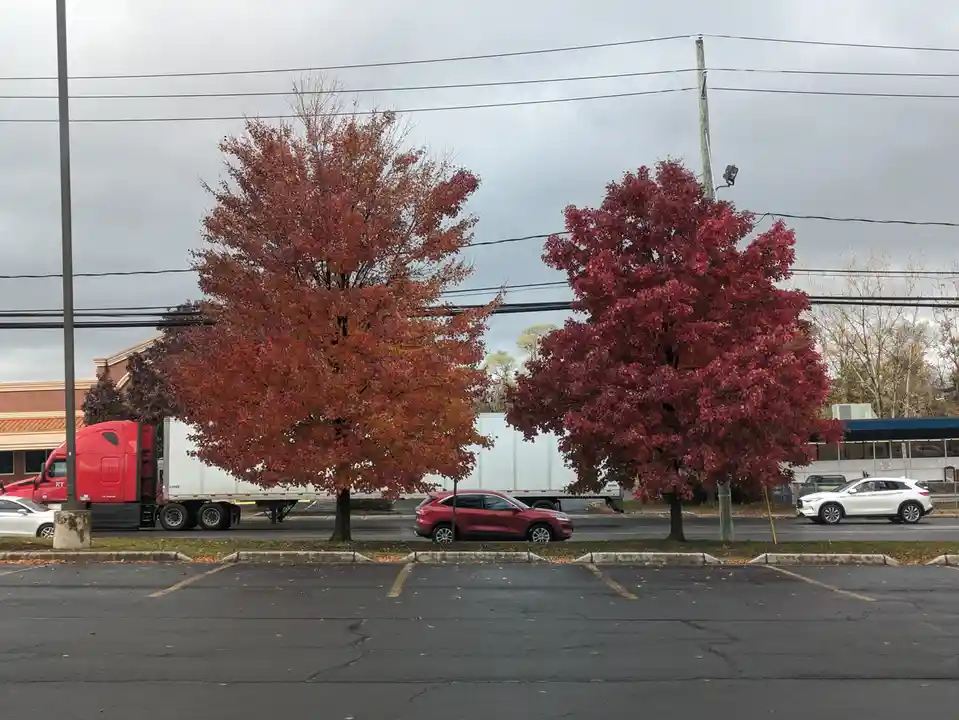 A photo of two vibrant autumn trees with red and orange leaves standing side-by-side in a parking lot, with cars and a…