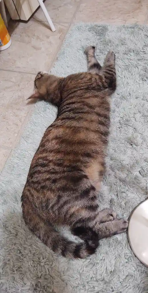 A tabby cat is lying on its back on a light blue shag rug, paws in the air, appearing very relaxed or asleep. The cat's body…