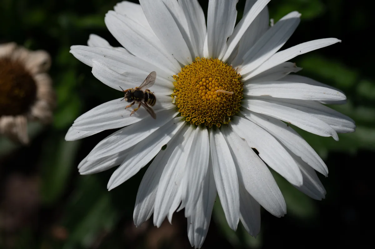 A close-up photo shows a small bee resting on the white petals of a daisy with a yellow center, against a blurred green…