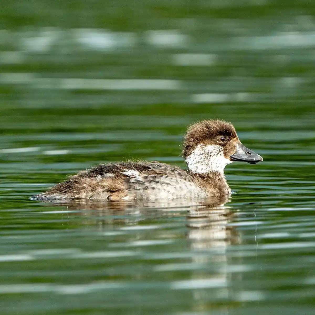 A duck with brown and white feathers floats calmly on green water, looking sideways. The overlaid text reads 'i'm not lazy…