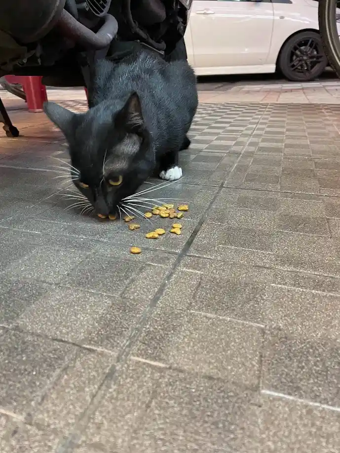 A black cat with white paws is eating scattered kibble on a tiled pavement, with a motorcycle and a white car visible in the…
