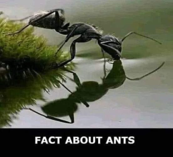 A close-up photo shows a black ant drinking from a calm water surface, with its reflection clearly visible beneath. The ant…