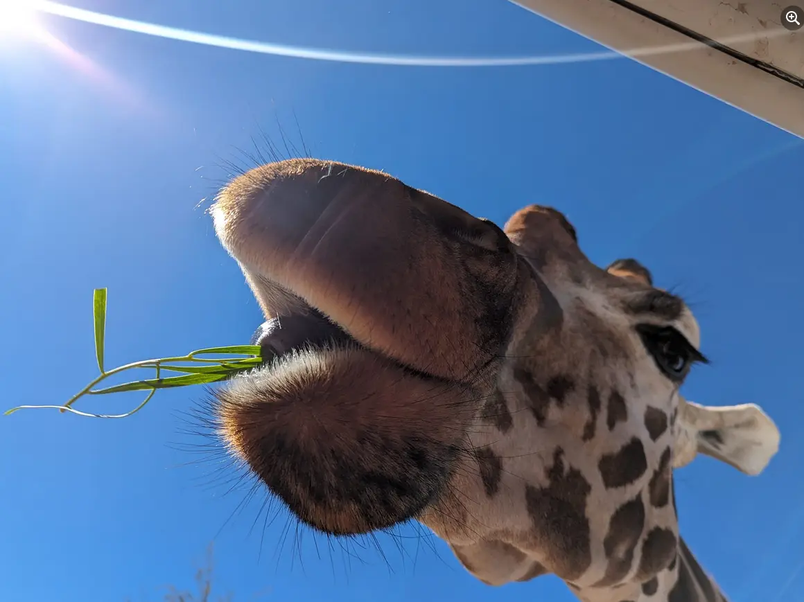 A low-angle photo shows a giraffe's head and mouth against a bright blue sky, with a small green sprig of grass sticking out…