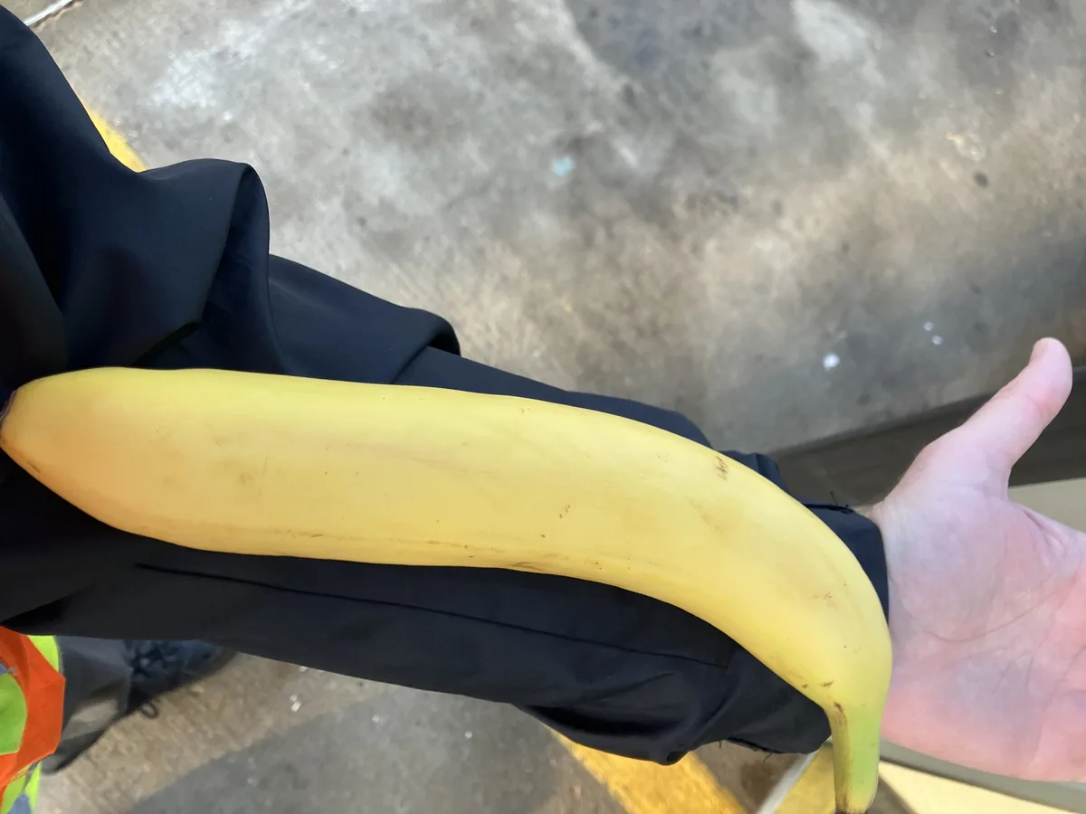 A person wearing dark pants holds a very large, ripe yellow banana that curves over their hand and forearm, making it appear…