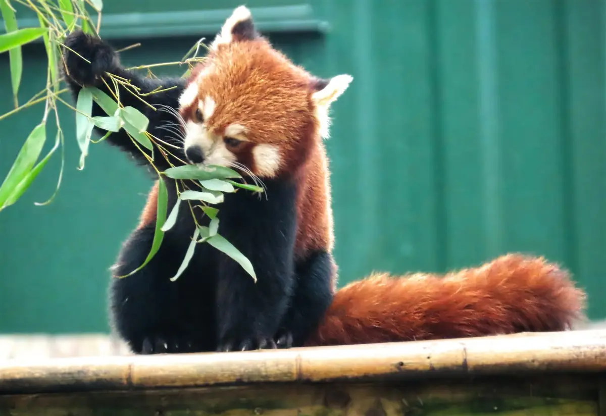 A red panda sits on a bamboo ledge, holding a branch of green leaves with one paw while nibbling on them with its mouth. Its…