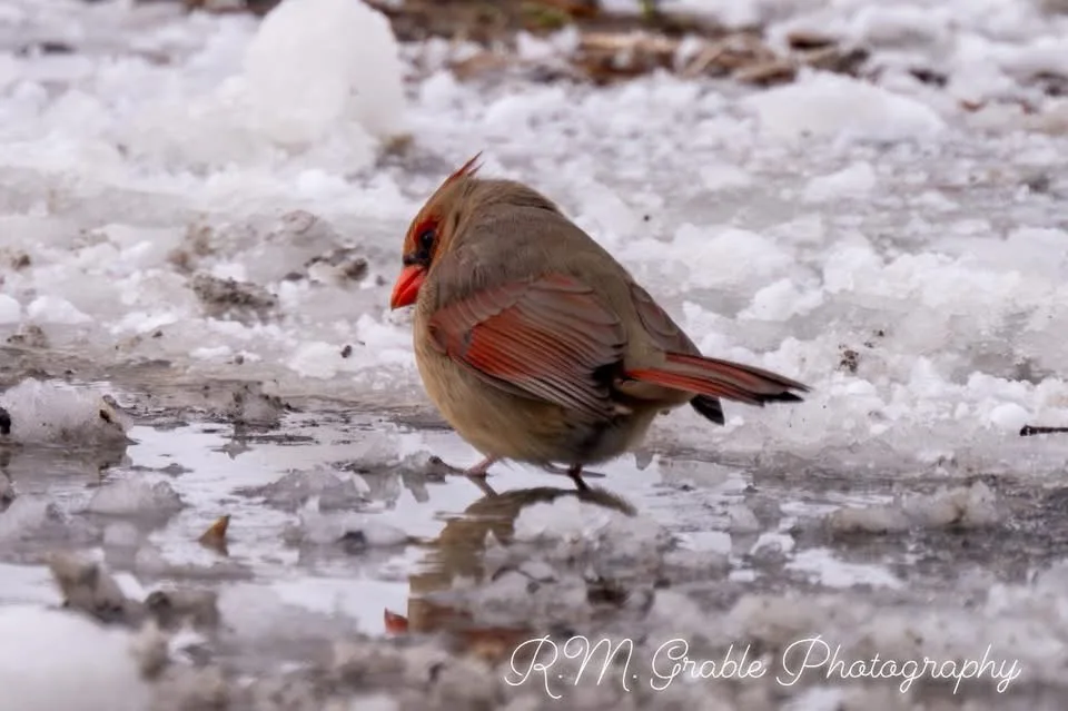 A female cardinal bird with brownish-red feathers and a bright orange beak stands on icy, snowy ground near a puddle. The…