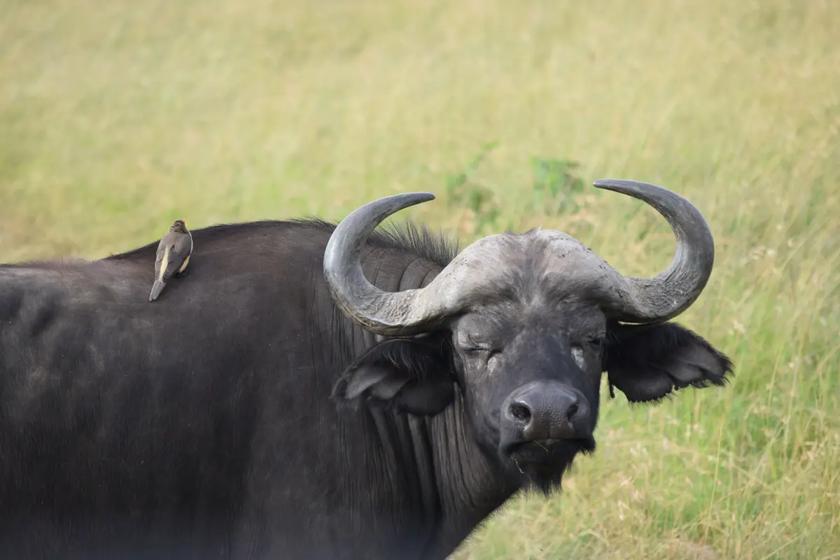 A large African buffalo with thick black fur and massive curved horns stands in a grassy field, its eyes closed in apparent…
