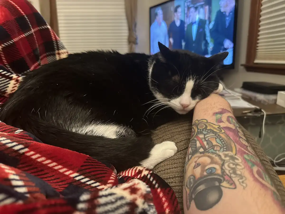 A black and white cat is sleeping soundly with its head resting on a person's tattooed forearm, which features a colorful…