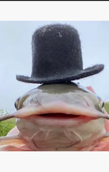 A close-up photo of a large fish, likely a carp, with its mouth slightly open, wearing a small black top hat balanced on its…