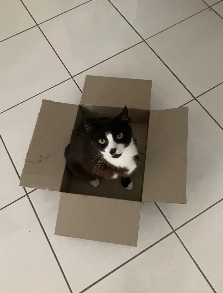 A black and white cat sits upright inside an open cardboard box on a tiled floor, looking directly at the camera with wide…