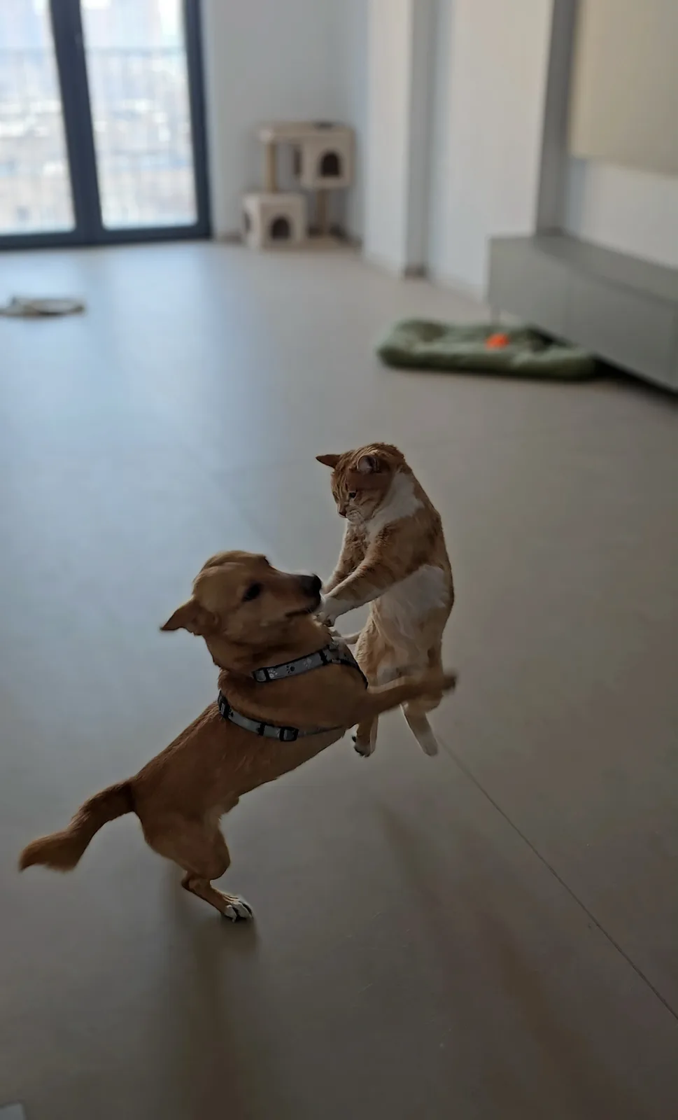 A tan dog wearing a harness stands on its hind legs, playfully engaging with an orange and white cat that is also standing…