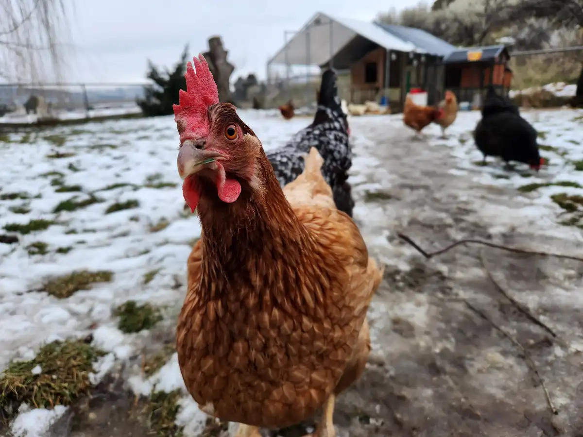 A close-up photo of a brown chicken with a red comb and wattle standing in a snowy yard, looking directly at the camera with…