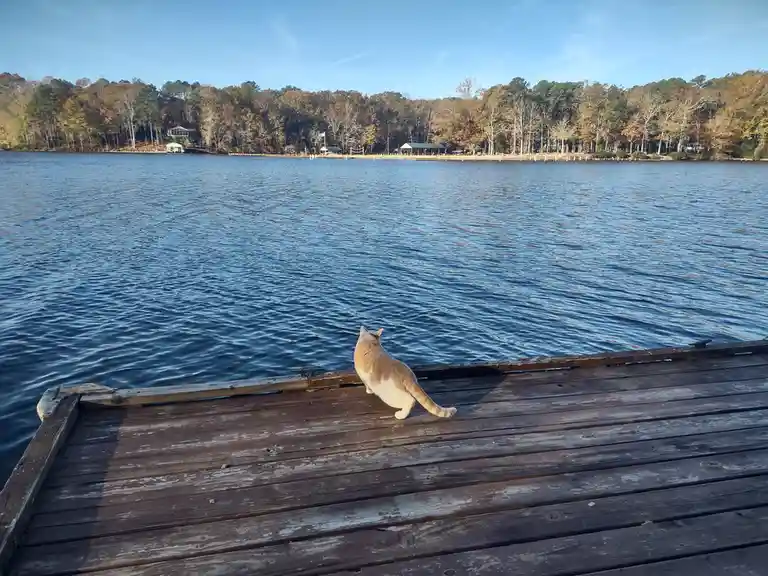 A ginger and white cat stands on the edge of a weathered wooden dock, facing a calm blue lake under a clear sky. Across the…