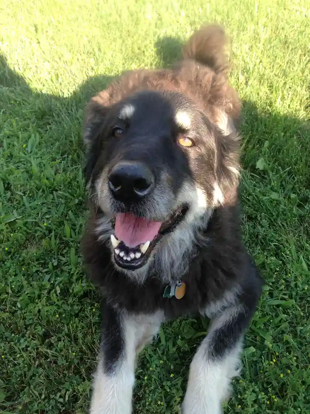 A large, fluffy dog with black and white fur lies on green grass, looking up with a wide, toothy grin. Its mouth is open…